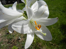 Madonna Lily (2012, June 10)