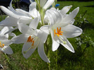 Madonna Lily (2012, June 10)