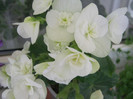 Begonie alba