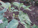 ww 012