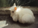 iepure angora 10.06.2012