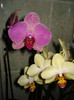 DSC03261