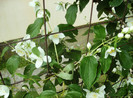 floriiunie 2012 107