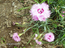 floriiunie 2012 108