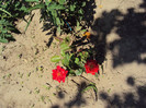 DSC00703