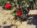 DSC00704