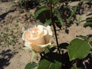 DSC00705