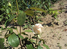 DSC00706