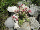 Sempervivum Elipopa