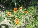 Gaillardia aristata Arizona Sun
