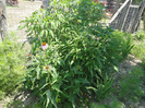 Echinacea de 1,2 m