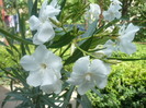 P1110550