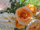 DSC05216