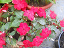 DSCN2723