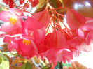 DSCN2724