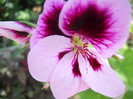 DSCN2727