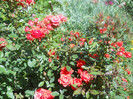 DSCN2732