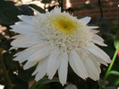 leucanthemum