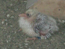 DSCF4729