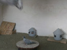 DSCF4731