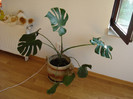 Monstera deliciosa (2008)