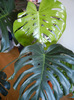 Monstera deliciosa (2011, August 22)