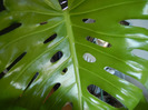 Monstera deliciosa (2011, August 22)