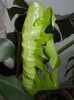 Monstera deliciosa (2012, February 17)