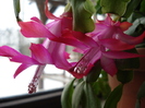 Pink Schlumbergera (2009, December 18)