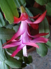 Pink Schlumbergera (2010, February 13)