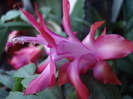 Pink Schlumbergera (2010, March 24)