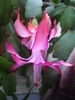 Pink Schlumbergera (2011, March 18)