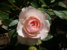 mini eden rose
