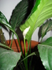 Spathiphyllum, Peace Lily 17mar09