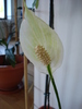 Spathiphyllum, Peace Lily 22apr09