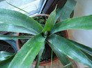 Billbergia nutans (2008)