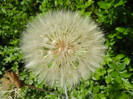 Tragopogon dubius (2012, June 10)