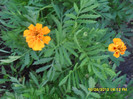 SDC12051
