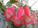 NEW - Kohleria Lima (GS)