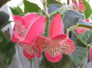 NEW - Kohleria Lima (GS)