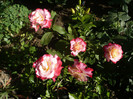 P1140563