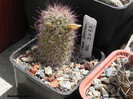 Mammillaria dioica