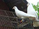 P1070888