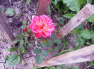 mini rose iunie 2012