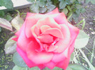 Picture 015