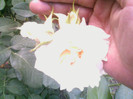 Picture 016
