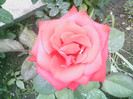 Picture 043