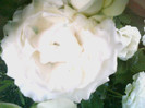 Picture 045