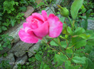 iunie 2012- primul meu trandafir din butas