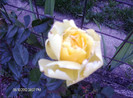floriiunie 2012 136